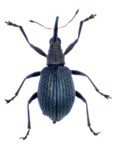 Eutrichapion vorax